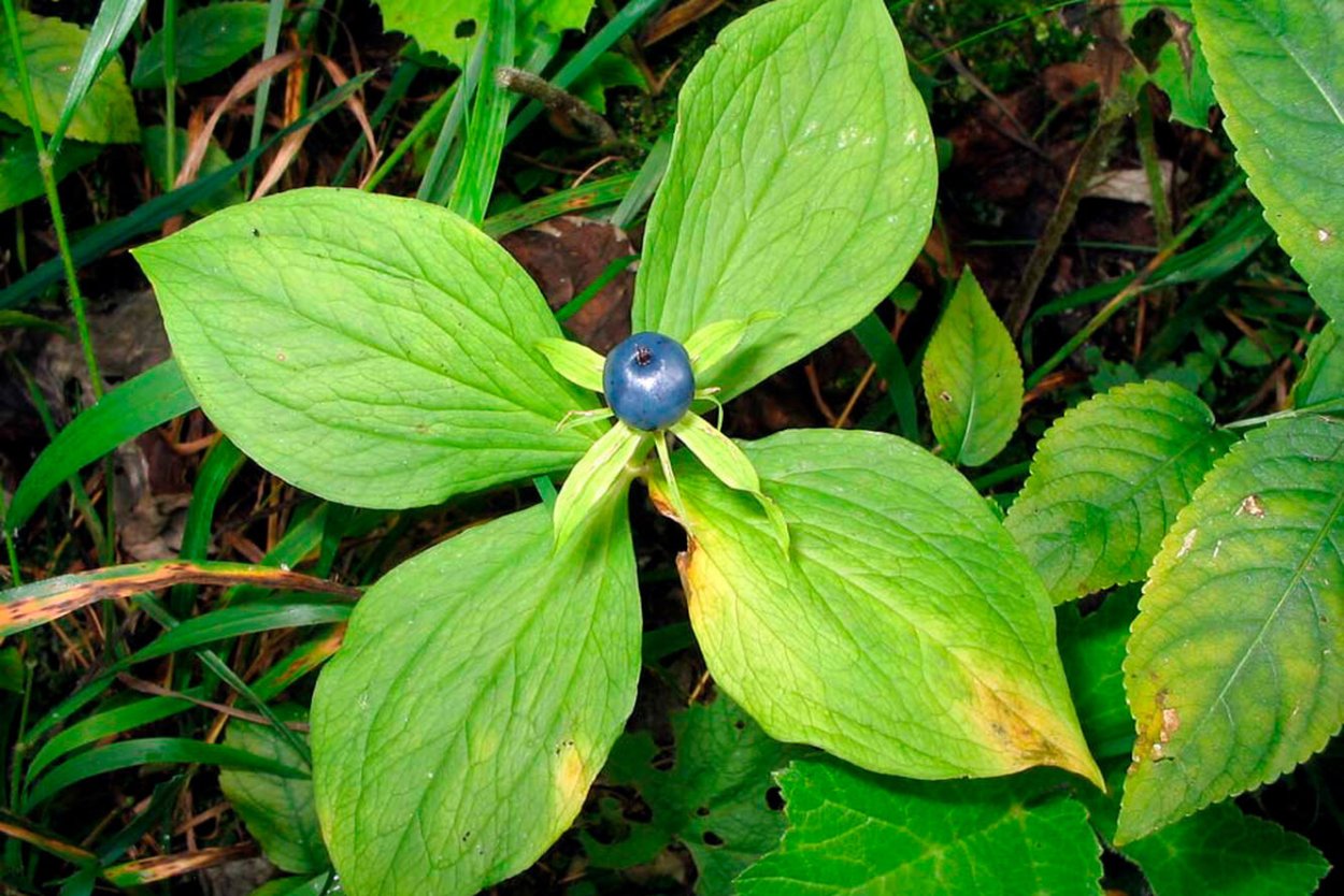 Парис растение Вороний глаз