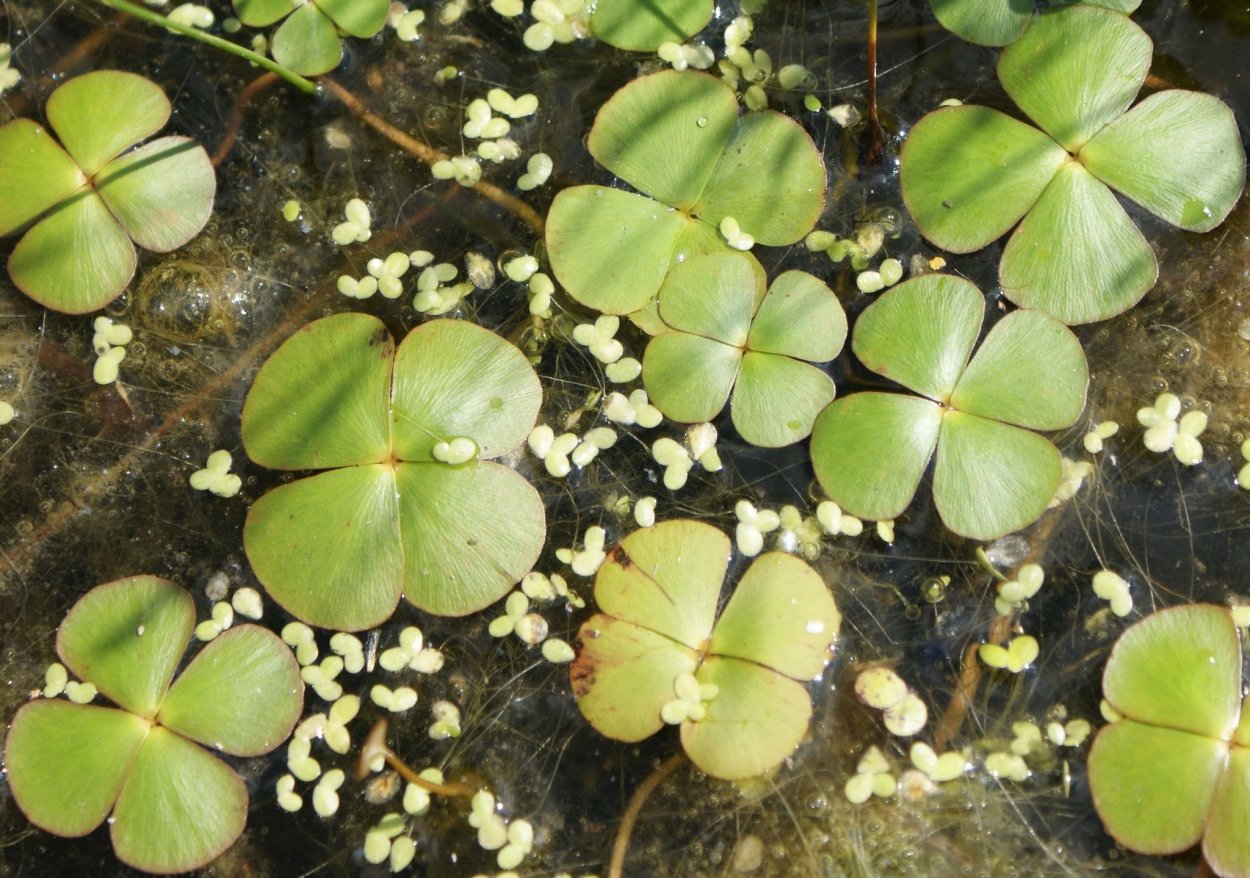 Марсилия папоротник