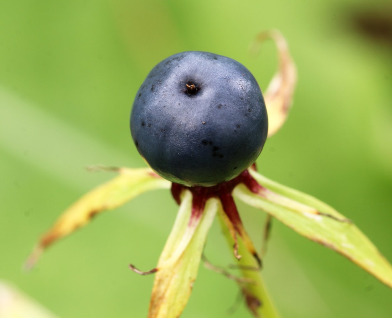 Японский Вороний глаз" (Paris japonica