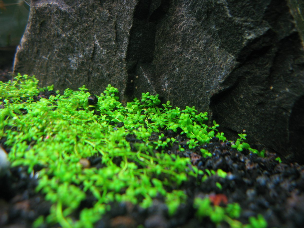 Парис квадрифолия