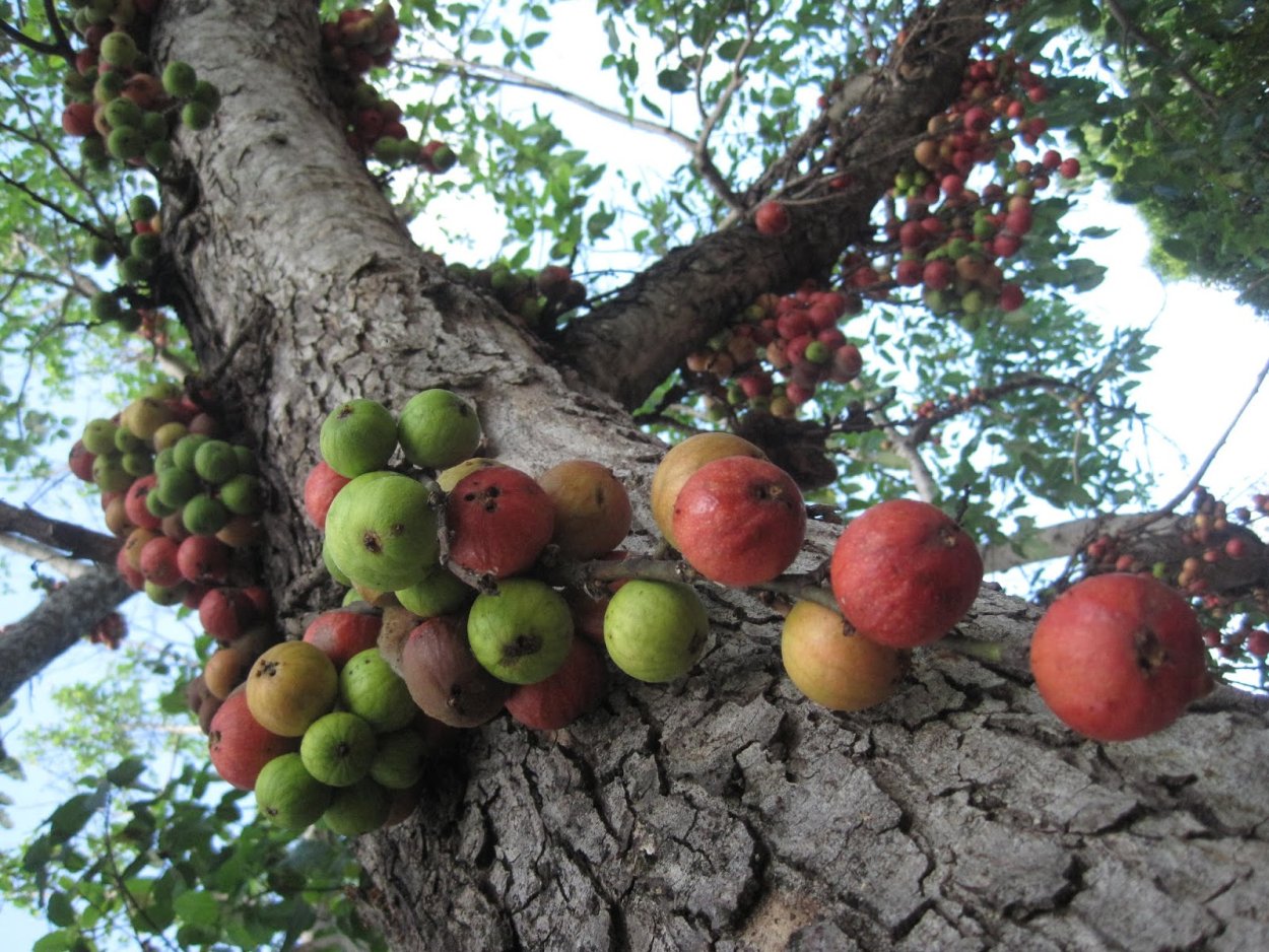 Опрыскивание деревьев
