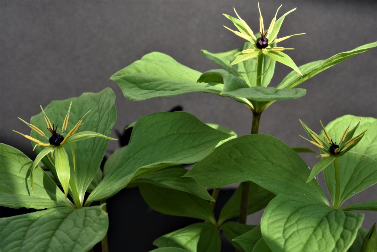 Квадрифолия растение