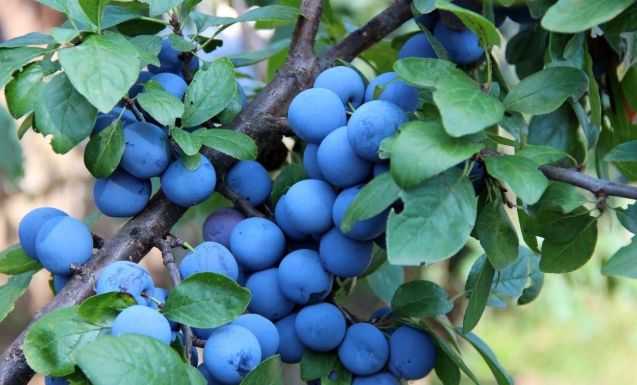 Терн (Prunus spinosa)