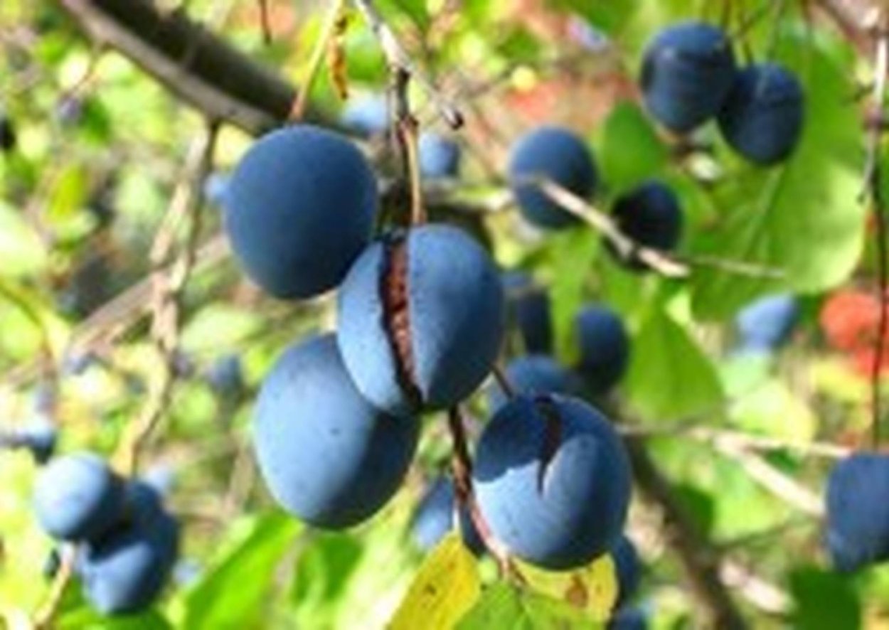 Боярышник и Терновник