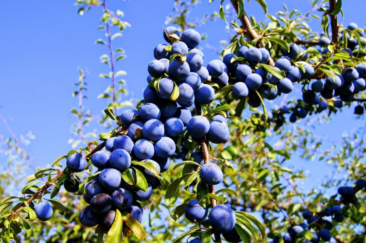 Тёрн кустарник ягоды