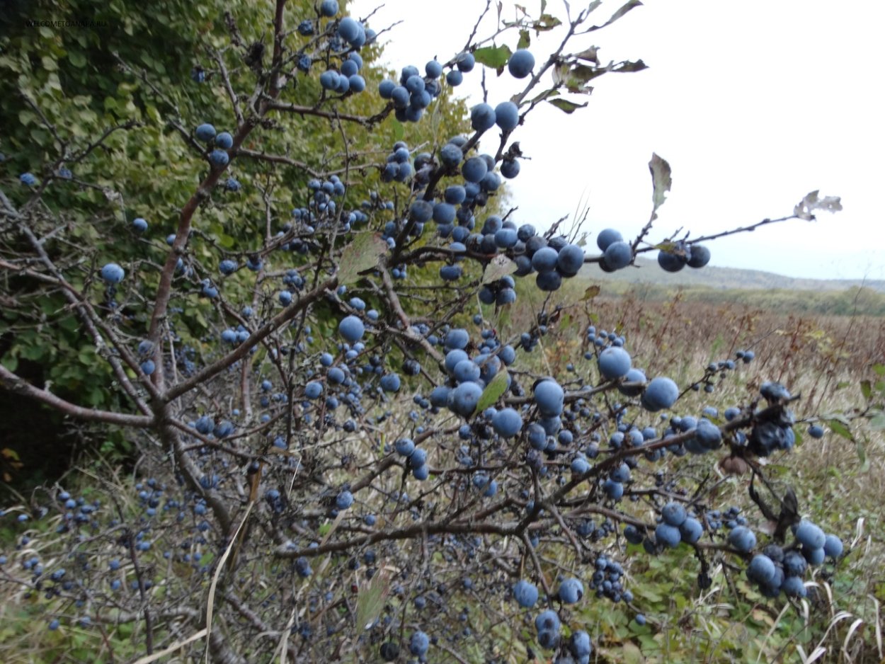Пальметта яблоня