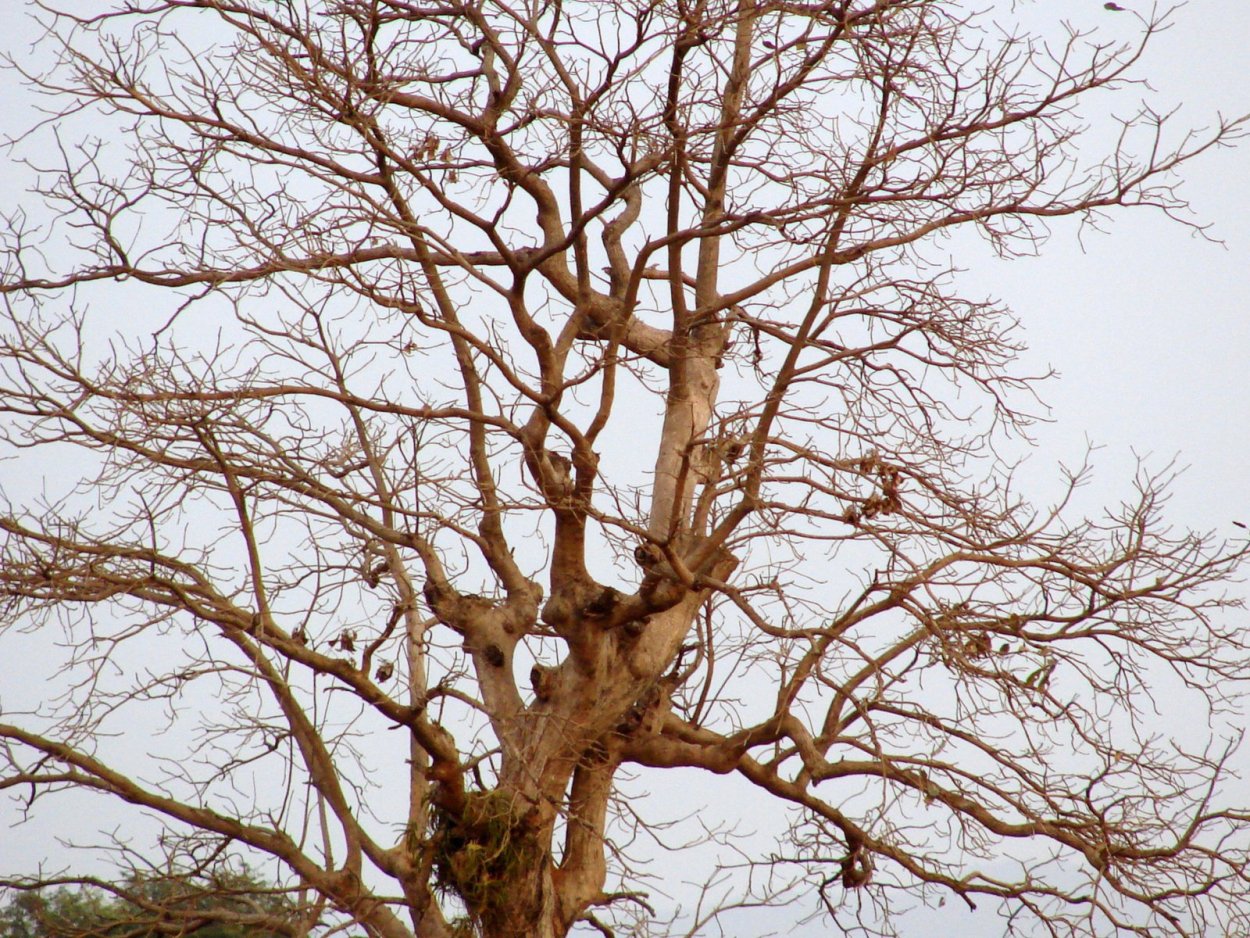 Терн косточка