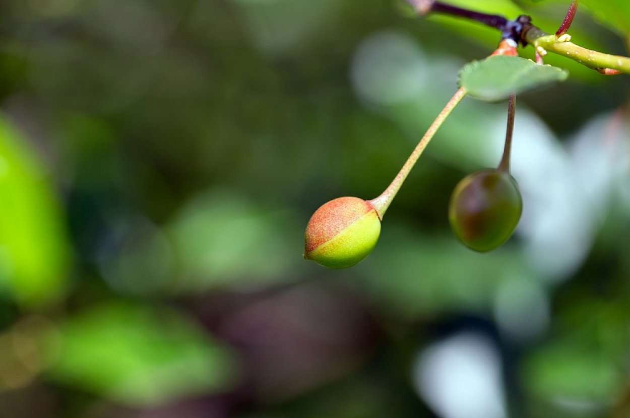 Терн дикий кустарник