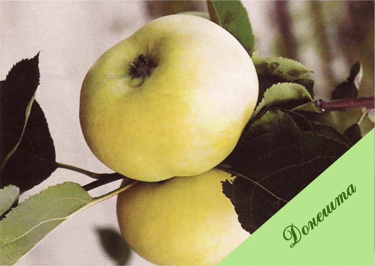 Сорта яблок Ренет приплюснутой