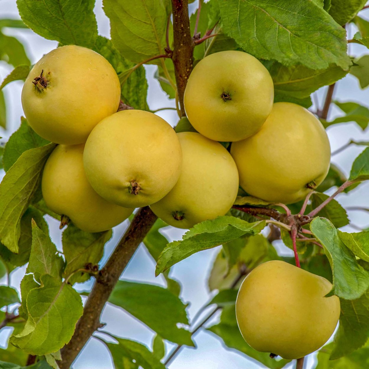 Сорт яблони Юнга