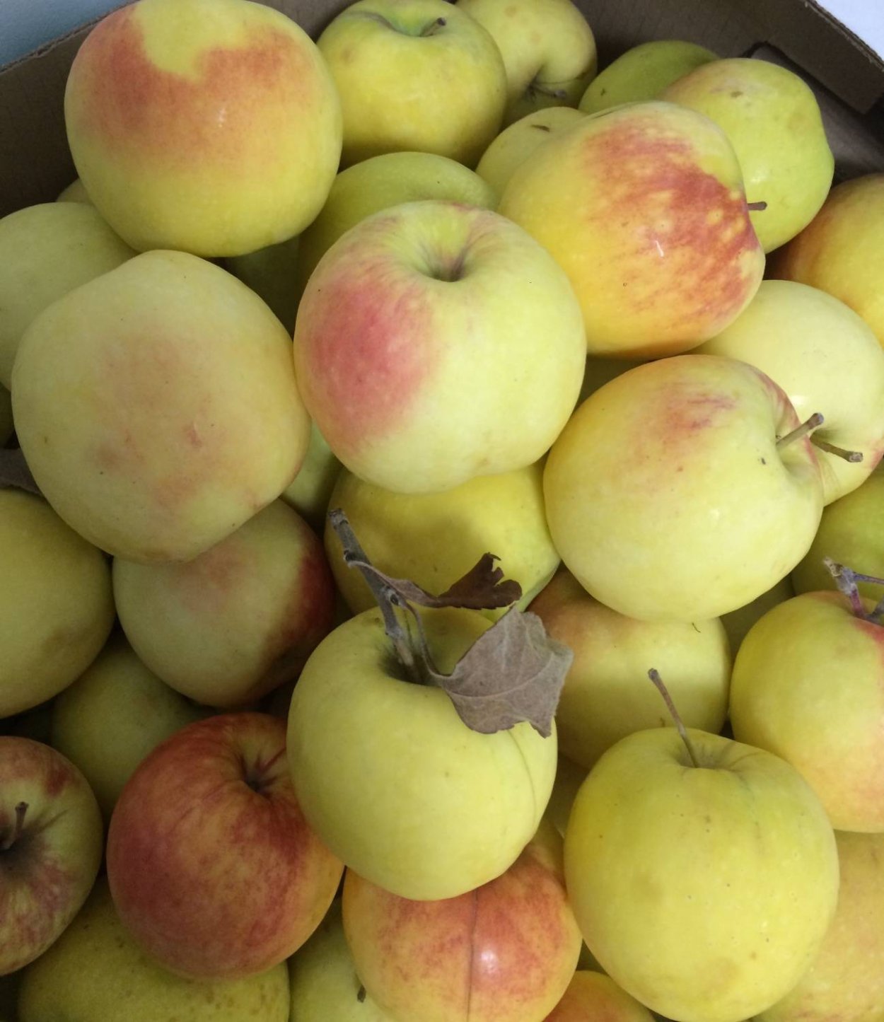 Яблоки Северный синап