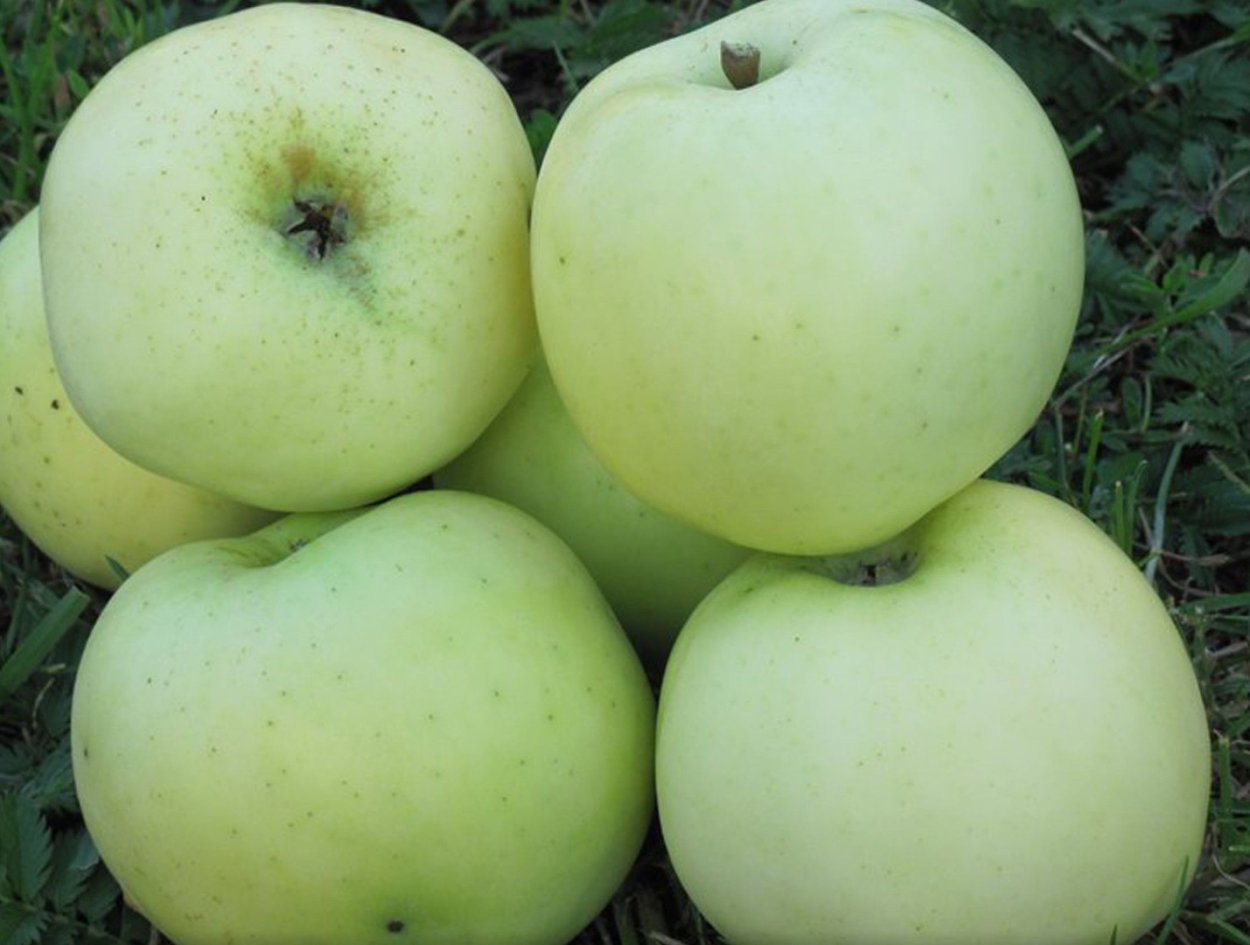 Яблоня Мигинц