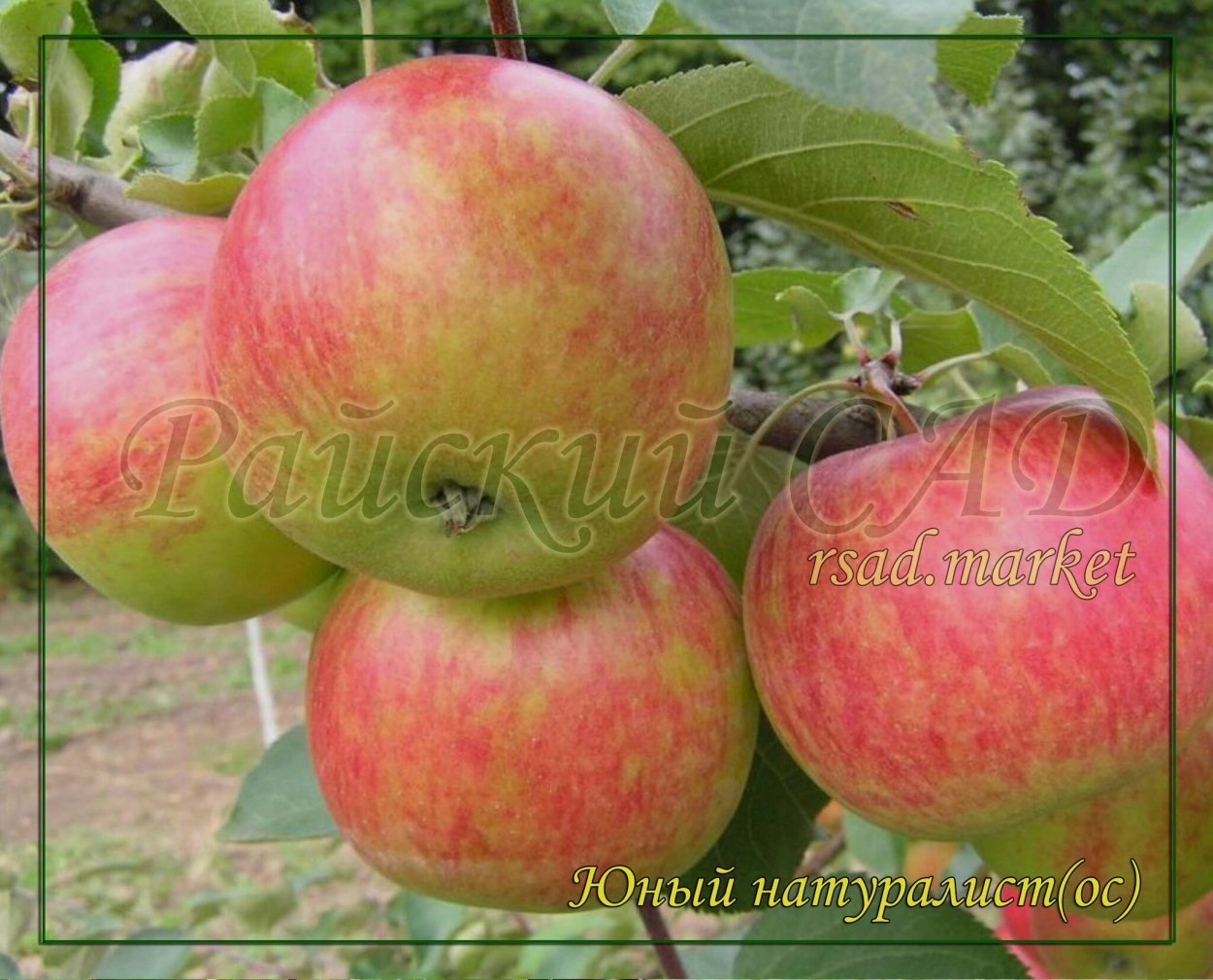 Яблоня осенний сорт Спартак