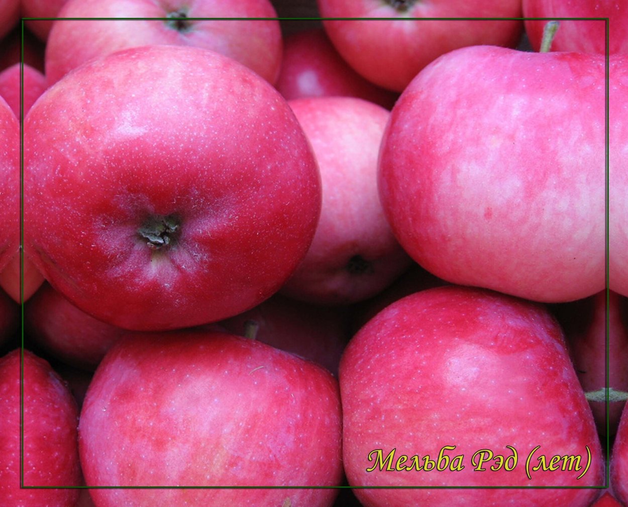 Яблоня Мельба
