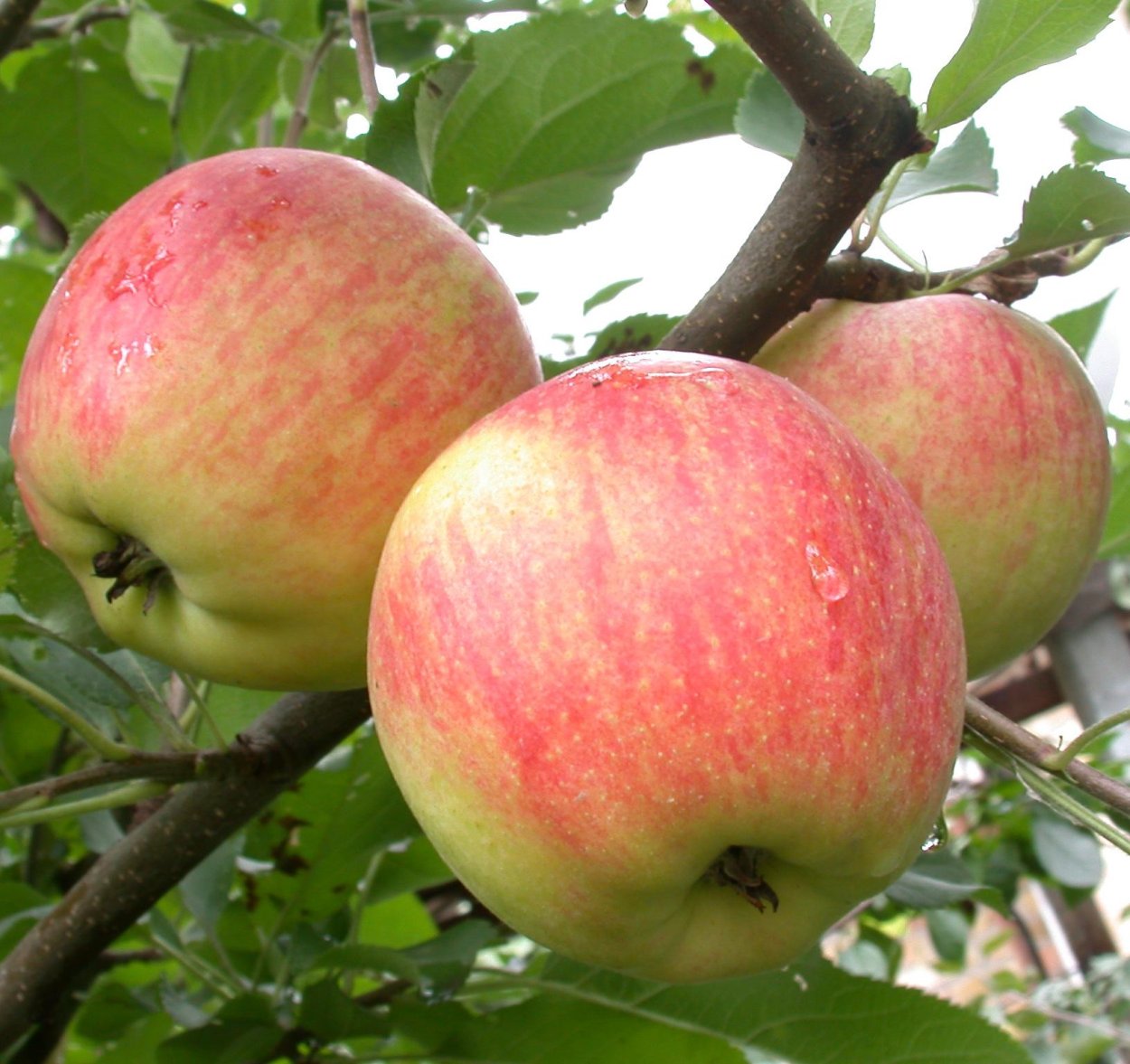 Яблоня полукультурная Уральский сувенир