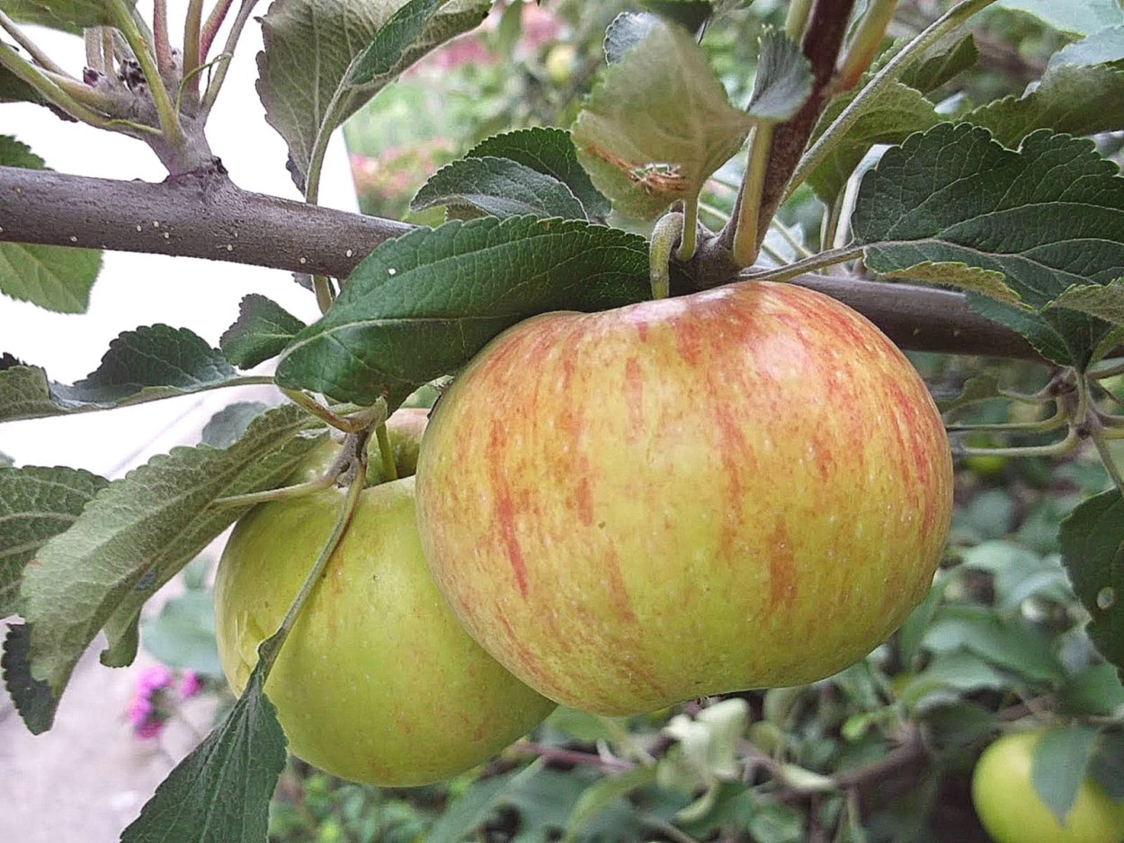 Яблоня Штрейфлинг