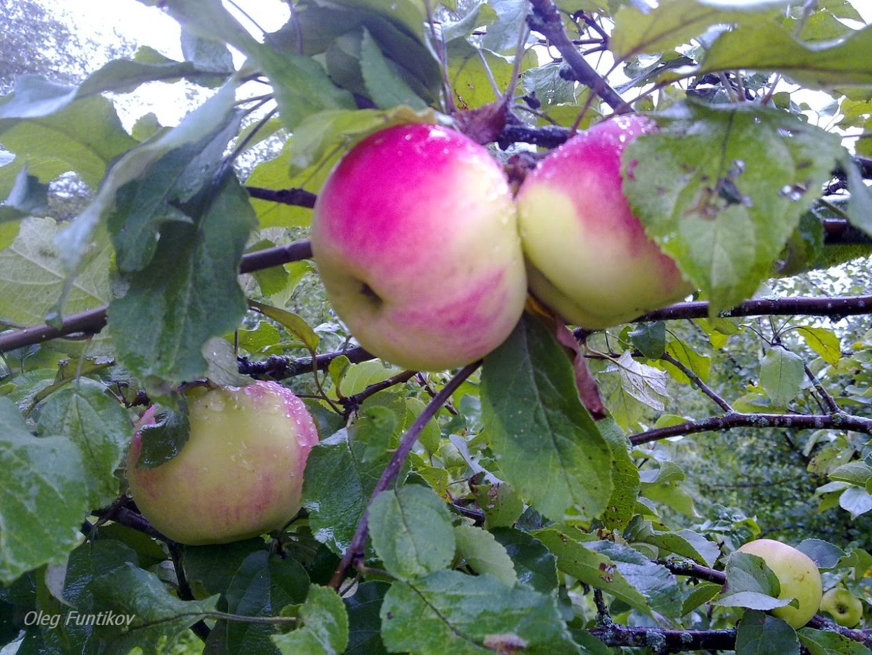 Яблоня Ауксис