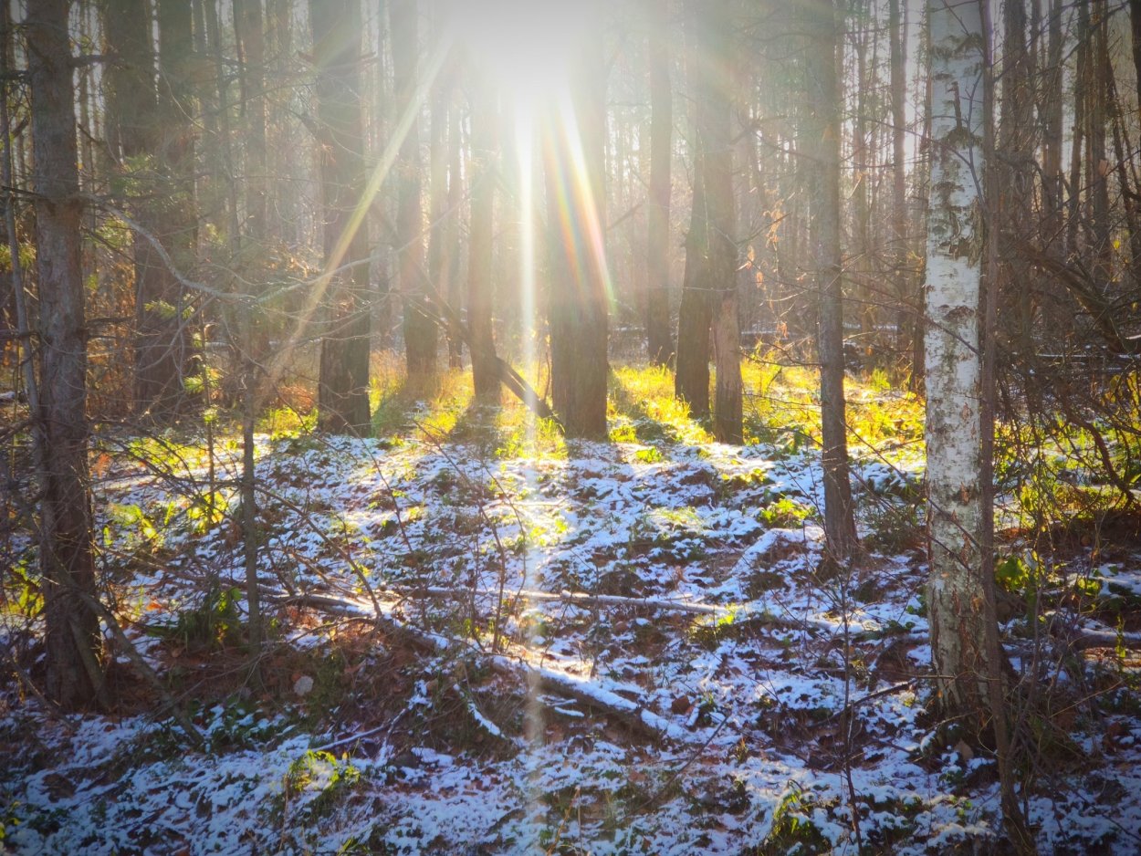 Поздняя осень в лесу