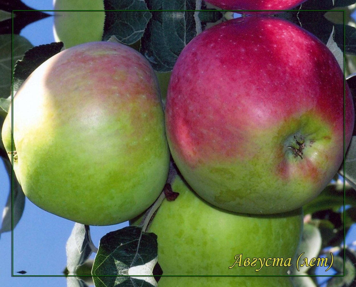 Яблоня Сергиана