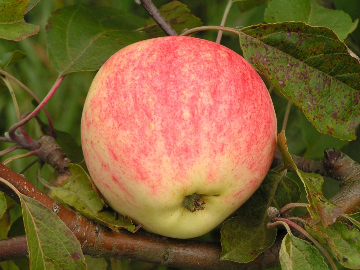 Лигол сорт яблок