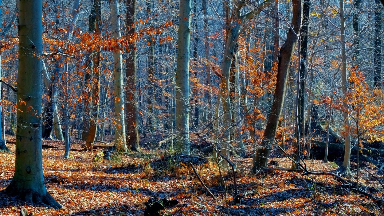 Лес в ноябре