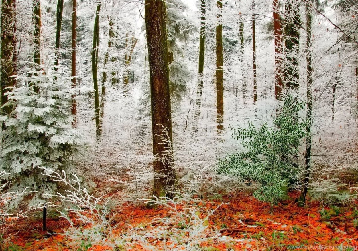 Сказочный лес поздней осенью