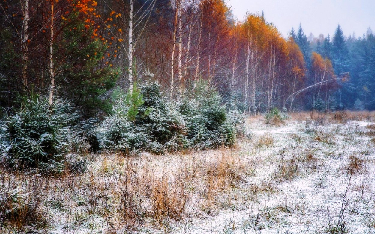 Первый снег в лесу