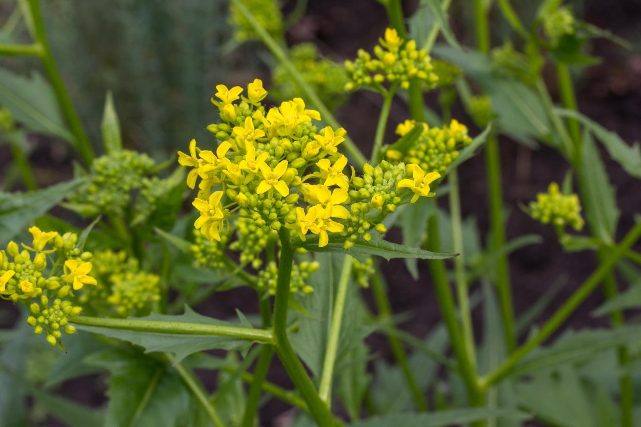 Свербига Восточная Bunias orientalis