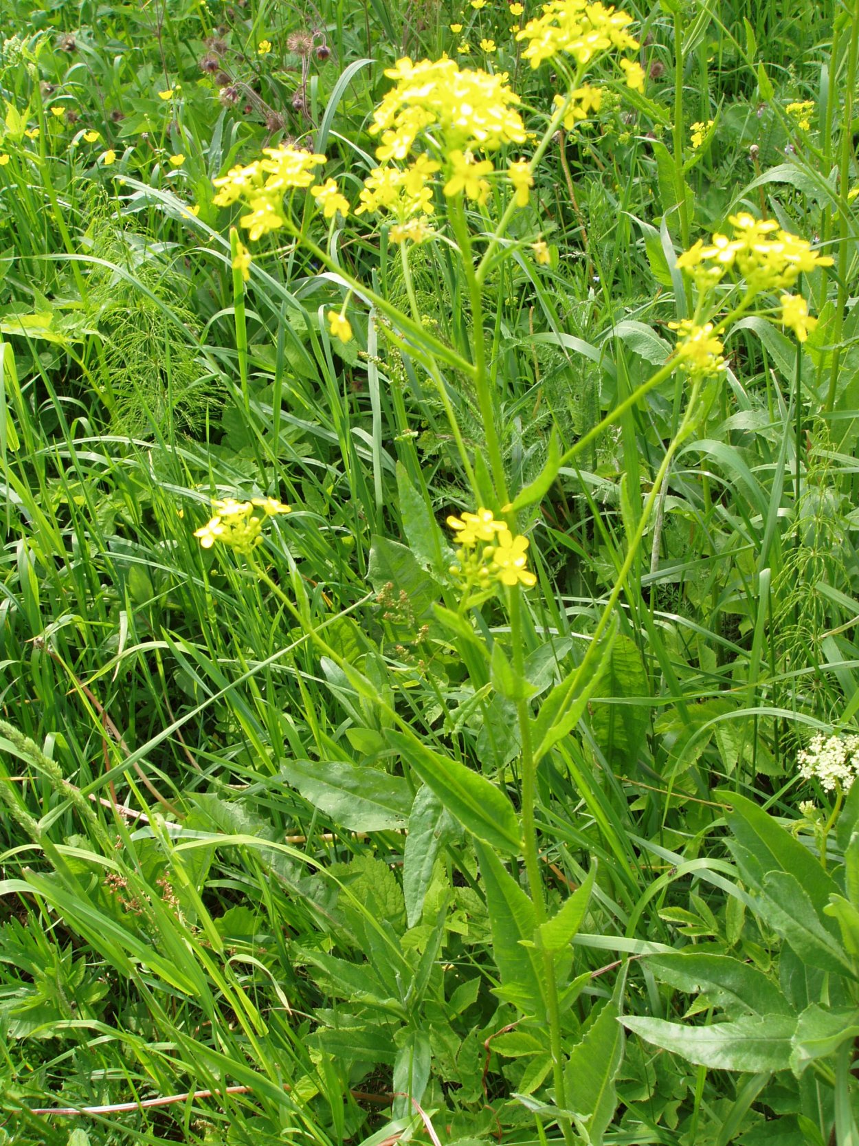 Сурепка и свербига