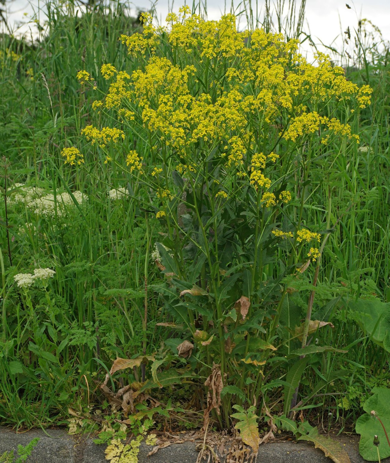 Свербига Восточная Bunias orientalis