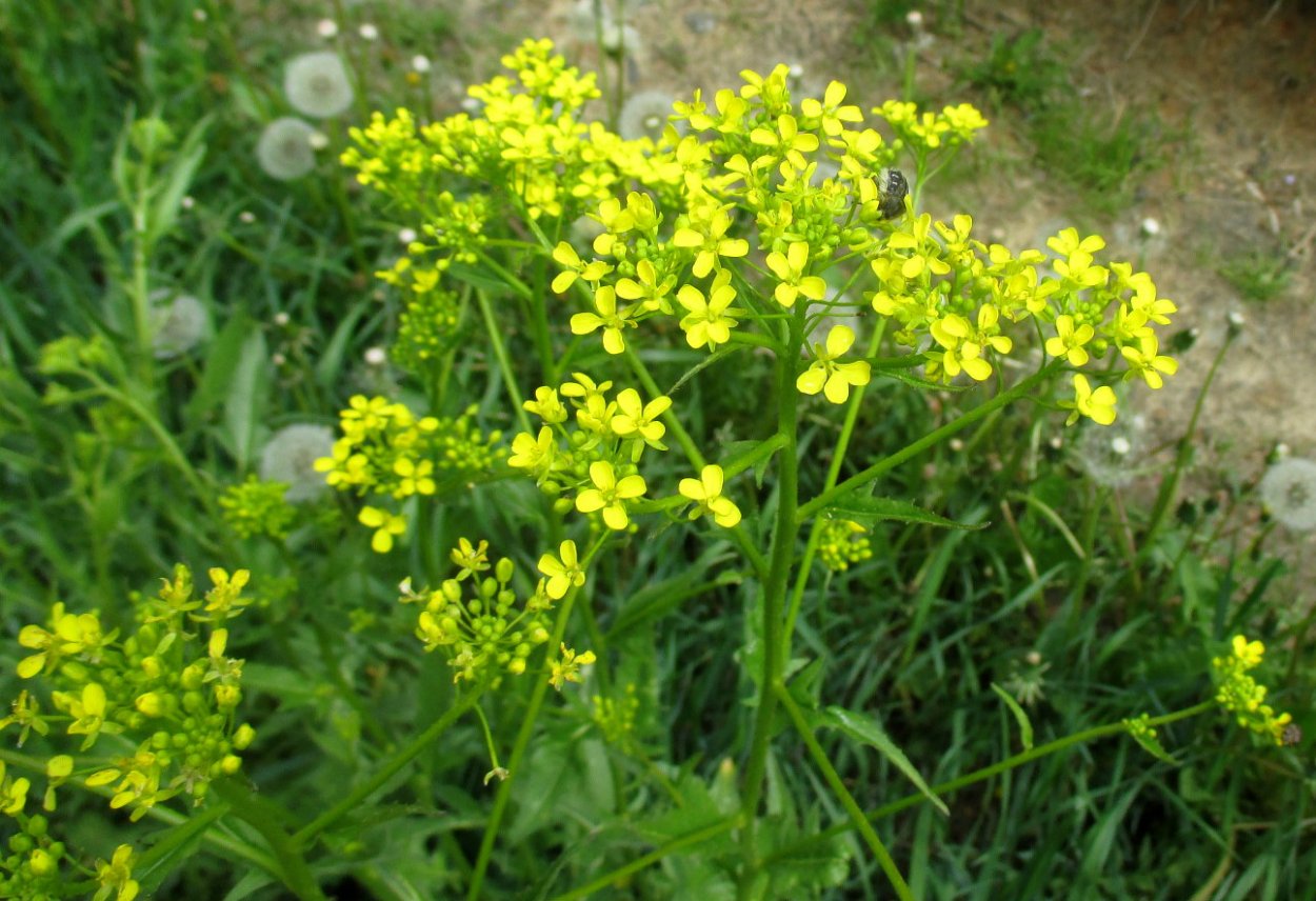 Свербига Восточная Bunias orientalis