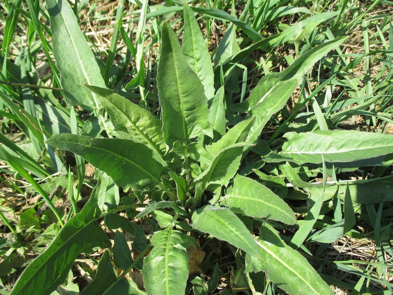 Сурепка свербига Восточная