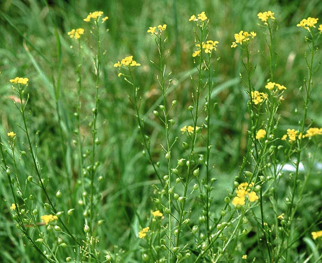 Свербига Восточная Bunias orientalis