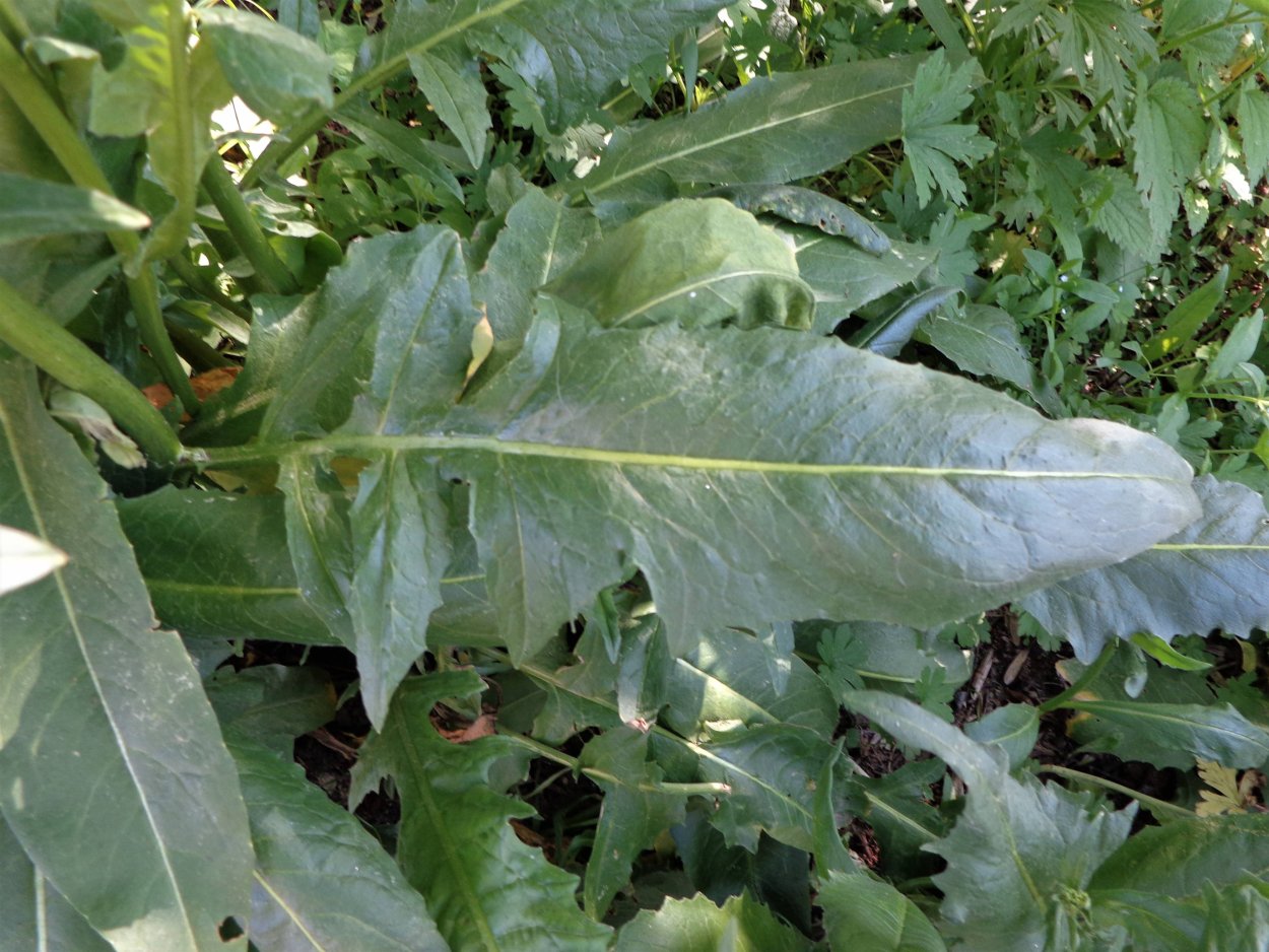 Свербига Восточная плод