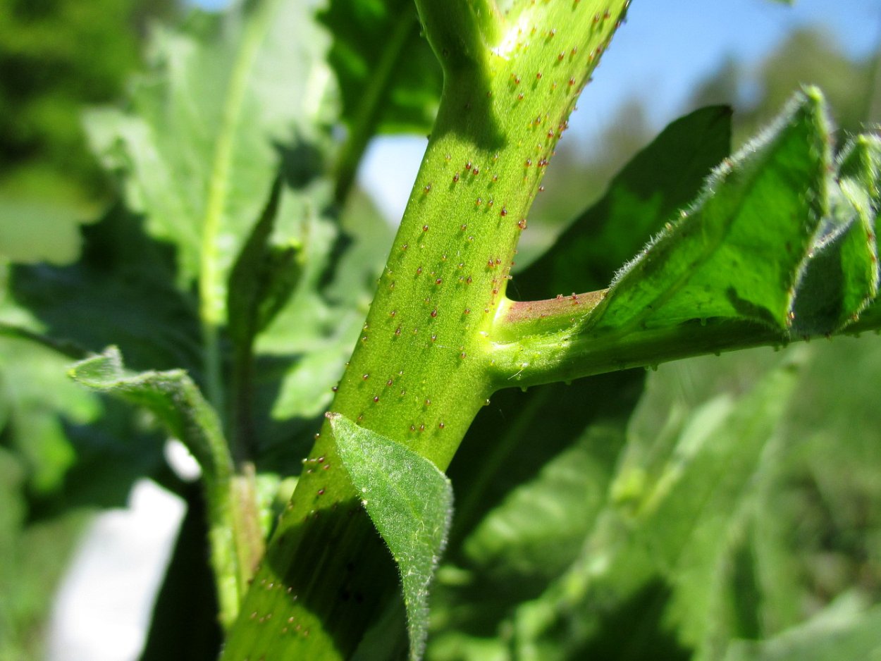 Свербига Восточная медонос