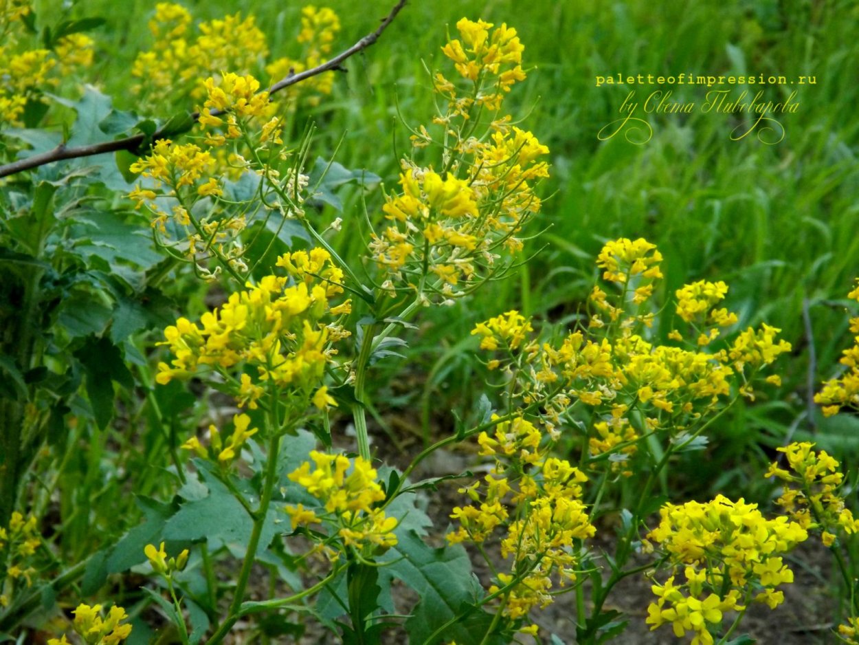 Сурепка свербига Восточная