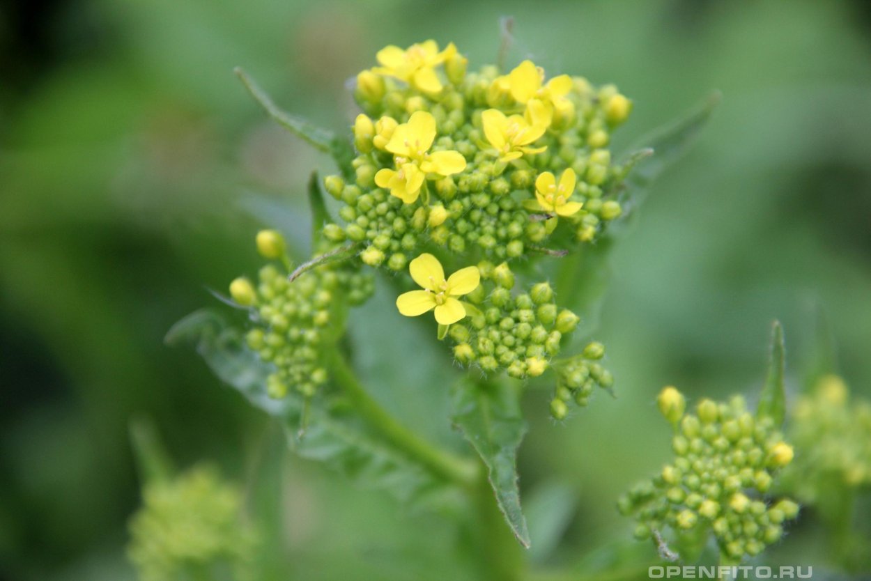 Свербига Восточная плод