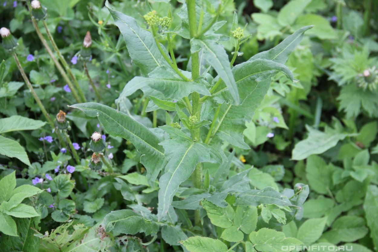 Листва свербига Восточная