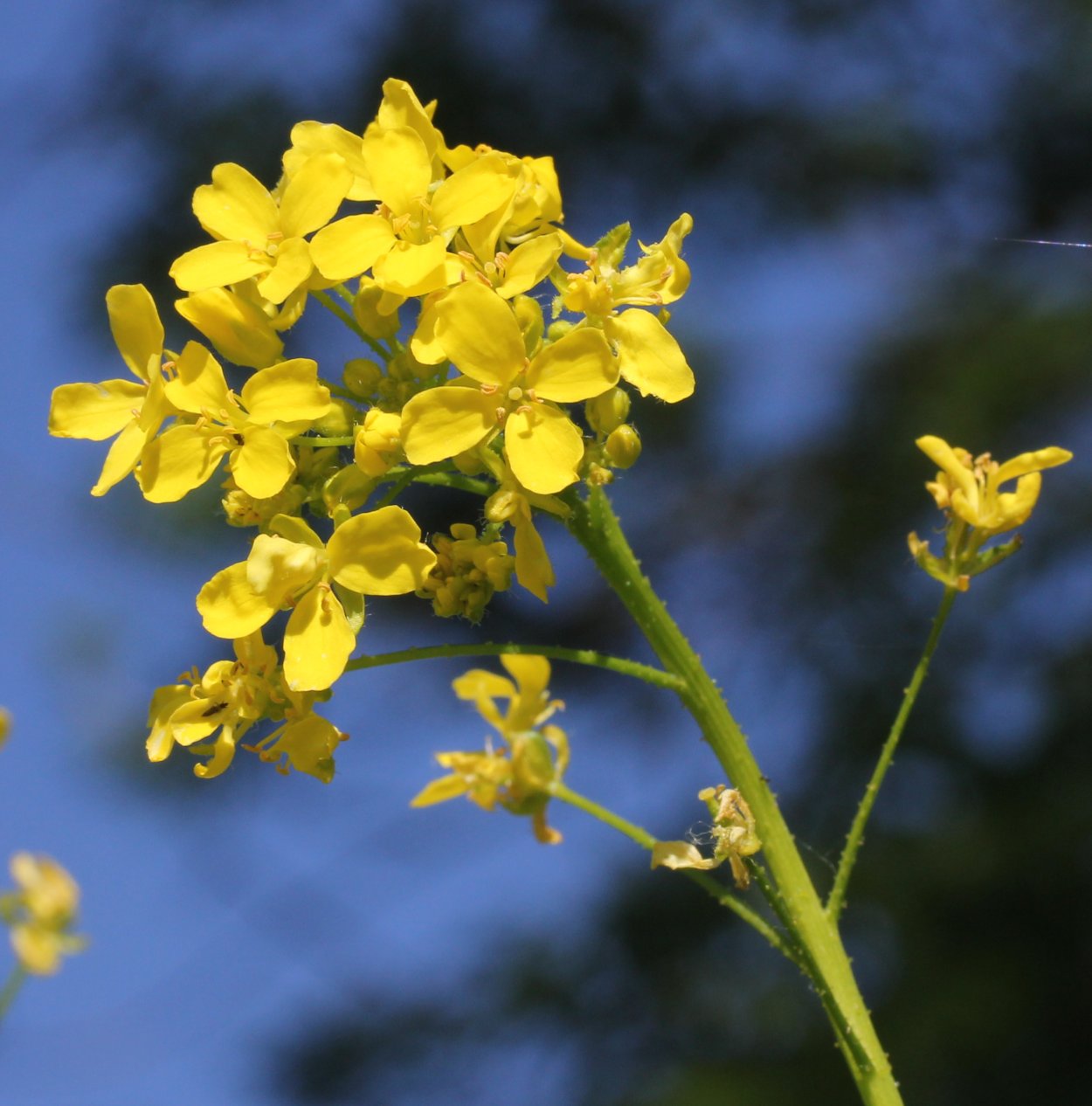Сурепка свербига Восточная