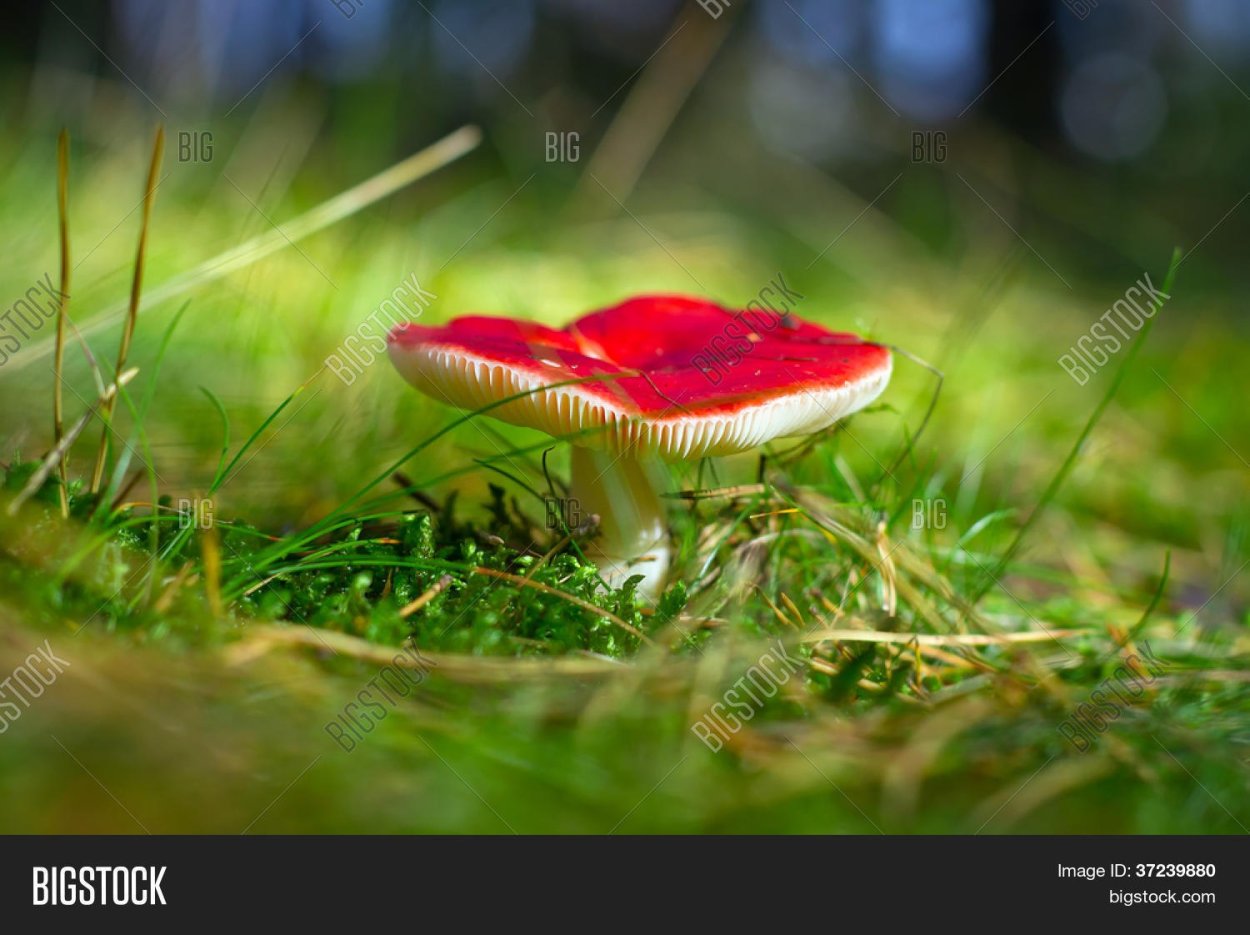 Сыроежка Болотная Russula paludosa