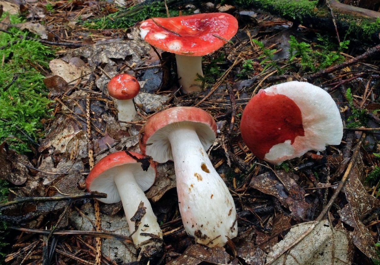 Сыроежка жгучеедкая несъедобная