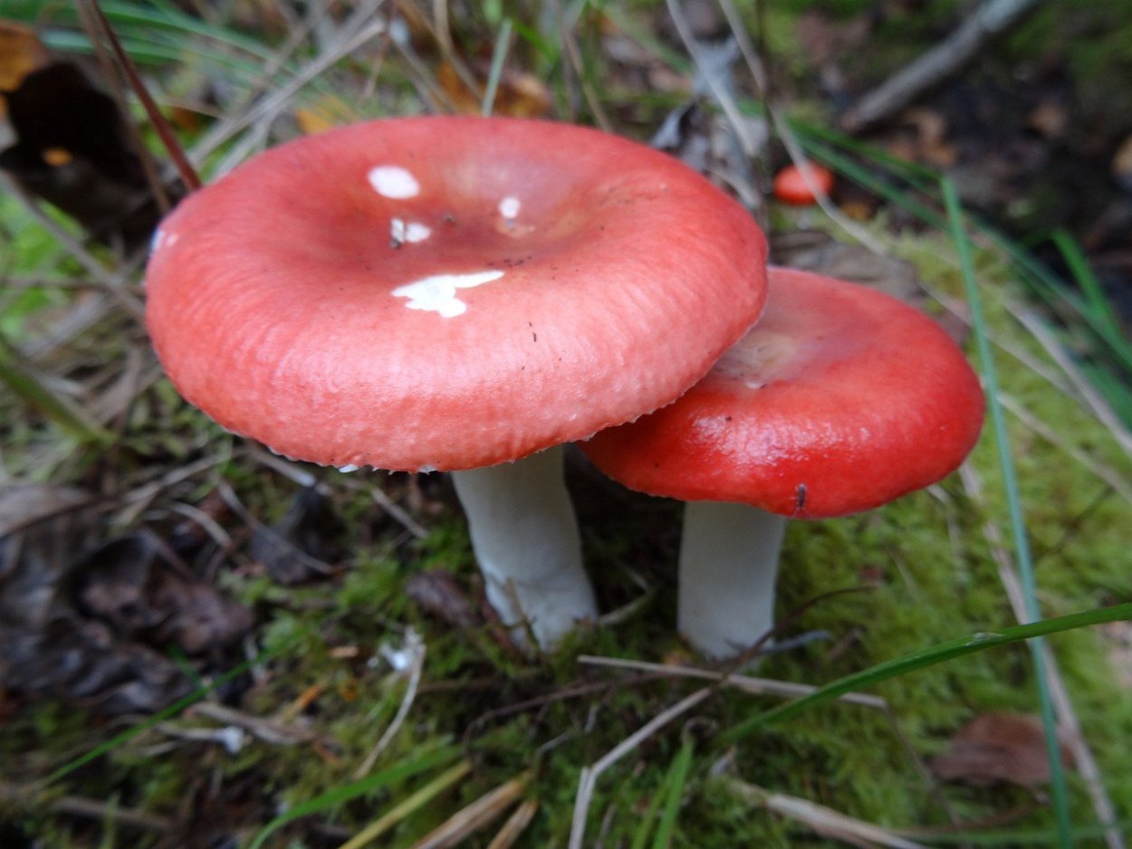Russula aquosa