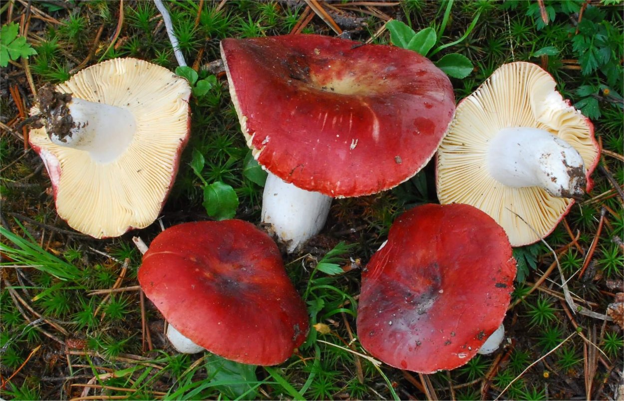 Сыроежка кроваво-красная (Russula sanguinea)