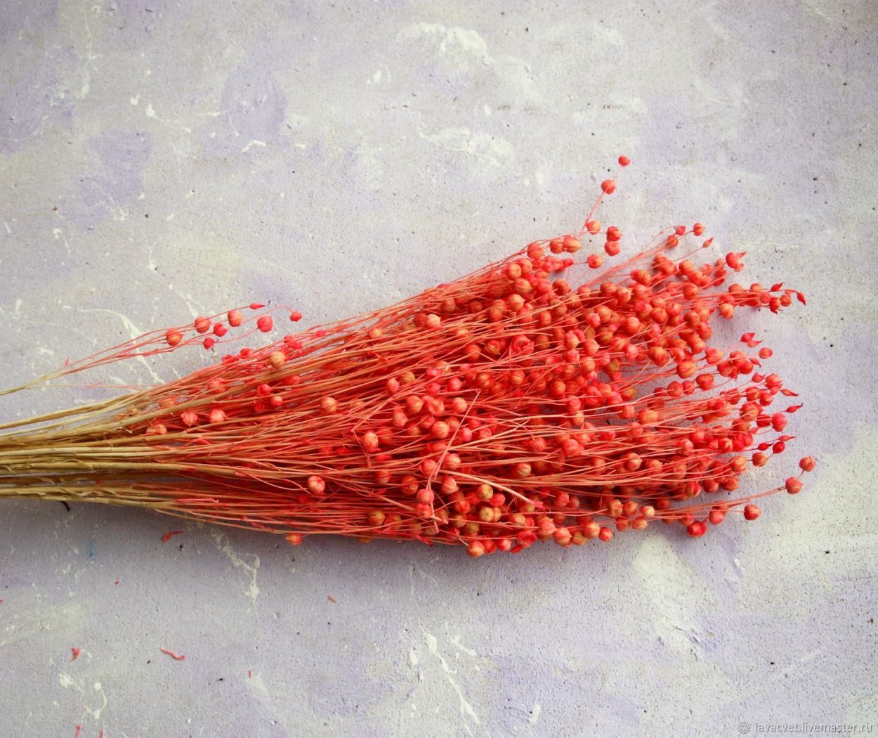 Фалярис сухоцвет