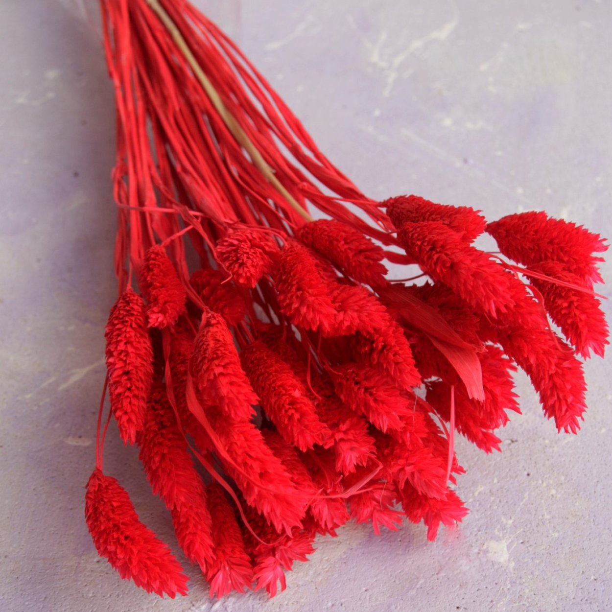 Красные сухоцветы