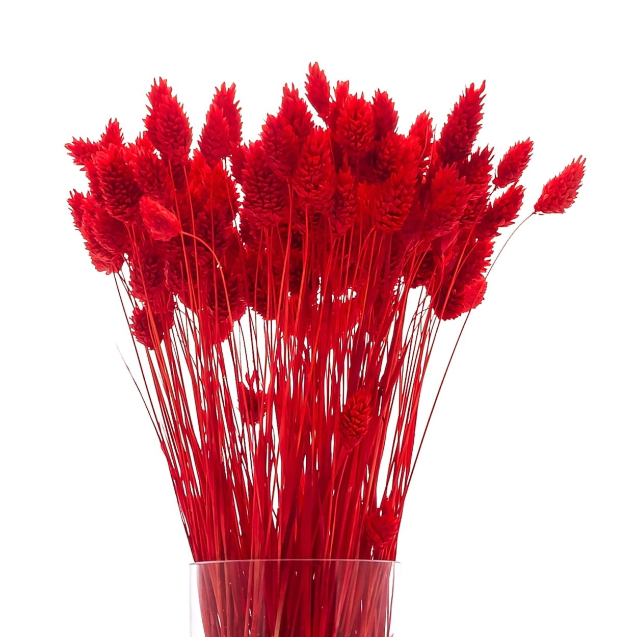 Абхазский сухоцвет