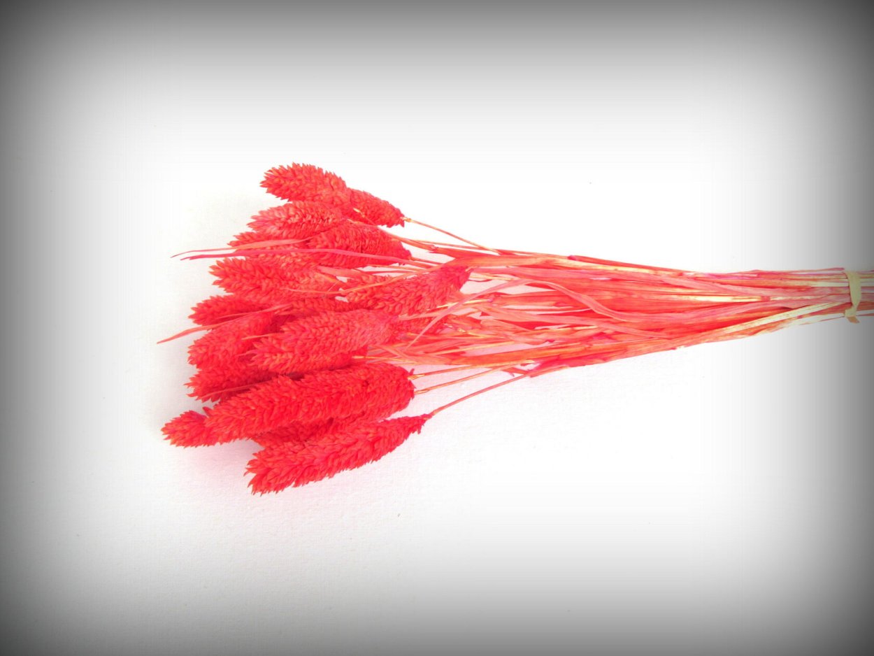 Гипсофила стабилизированная