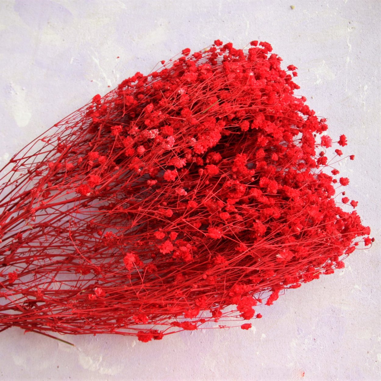 Фаларис сухоцвет фиолетовый