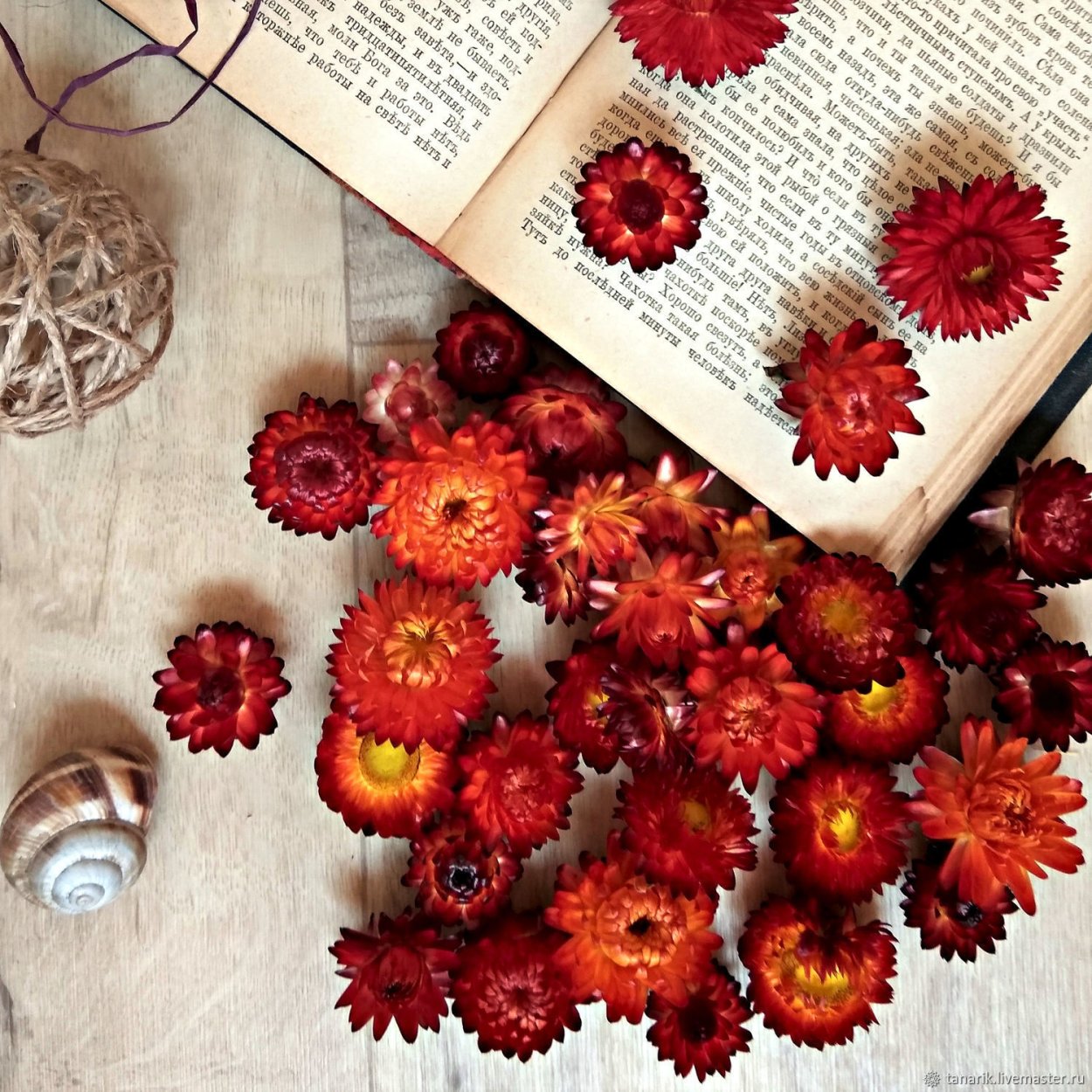 Озотамнус рисовый цветок