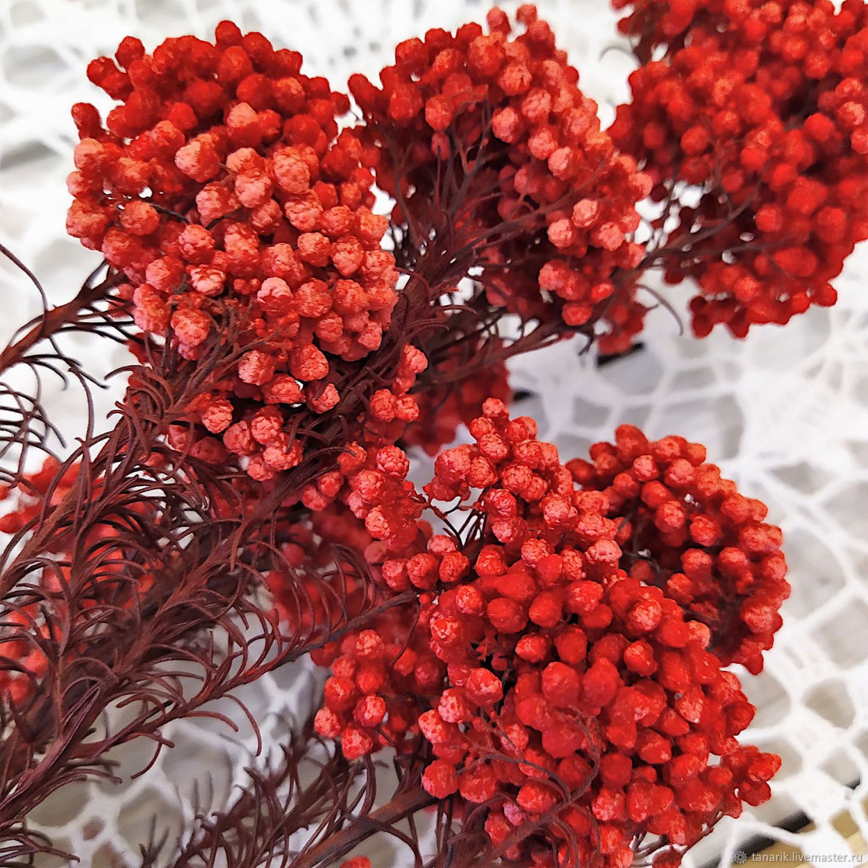 Гомфрена красная